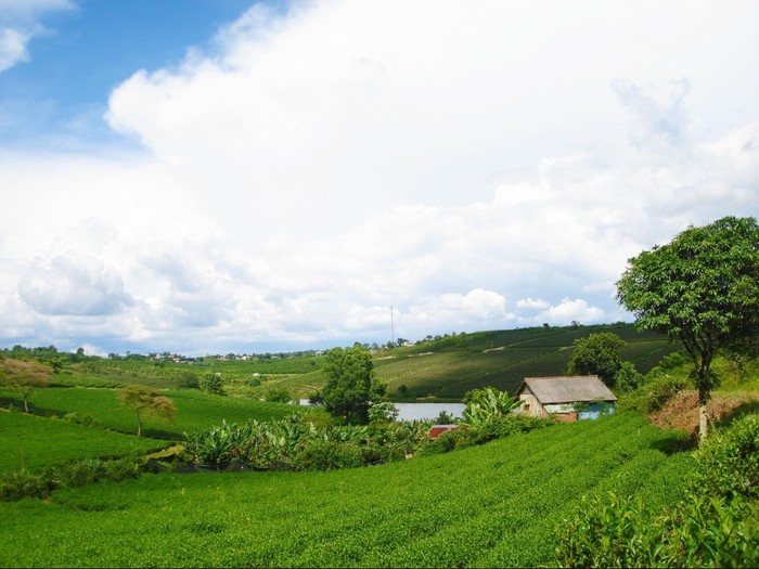 Vẻ đẹp nao lòng của cao nguyên Bảo Lộc giữa trời Tây Nguyên