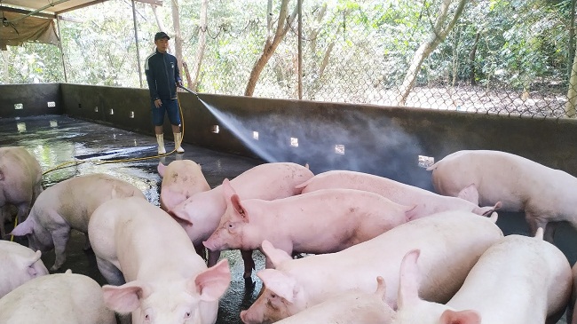 Lợn hơi lao dốc mạnh về 70.000 đồng/kg