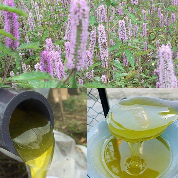 Mật ong bạc hà giá nữa triệu đồng vẫn đông khách mua!!