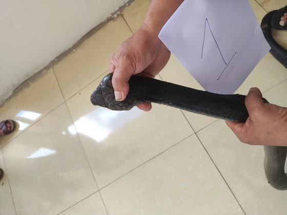 Lực lượng chức năng tạm thời bắt giữ 2 bố con mang rắn hổ mang chúa đi tiêu thụ!!