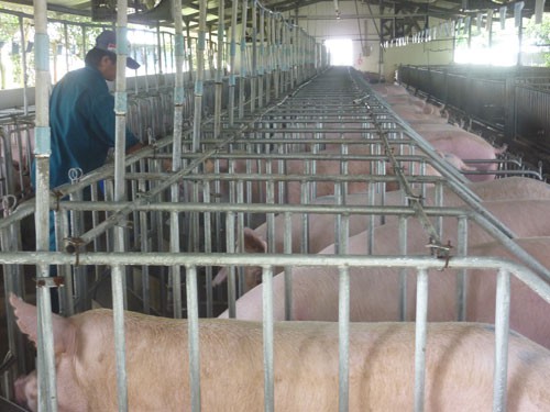 Sau giải cứu, giá heo lại sốt