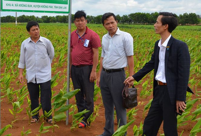 Tây Nguyên: Hơn nửa triệu tấn nghệ sẽ bán đi đâu?