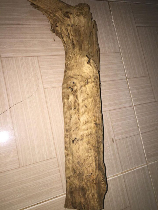 Giá "trên trời", nhưng gỗ, sản phẩm gỗ từ cây thủy tùng 70% là hàng giả