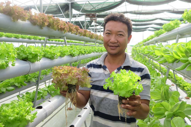 Trồng rau thủy canh thu tiền triệu mỗi ngày