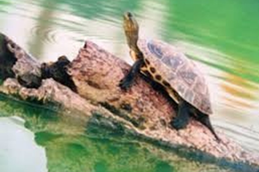 Chuyên gia văn hóa dân gian: Không còn rùa, Hồ Gươm sẽ mất đi nhiều thứ