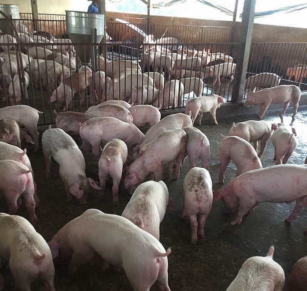 Giá heo hơi hôm nay (12/12) nhảy lên 32.000 đồng/kg ở miền Bắc