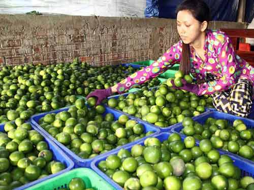 Trồng chanh không hạt, không những hết nghèo còn tiền tỷ tậu ô tô
