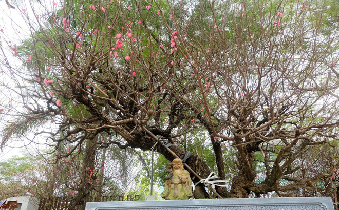 Chi 150 triệu thuê đào cổ Nhật Tân chơi Tết